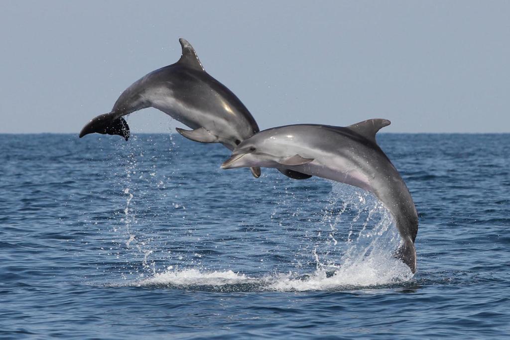 Hisa Delfinov - Old Dolphin House Appartamento *